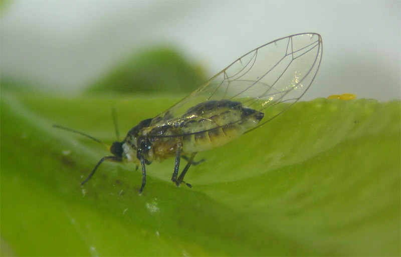 Trioza erytreae